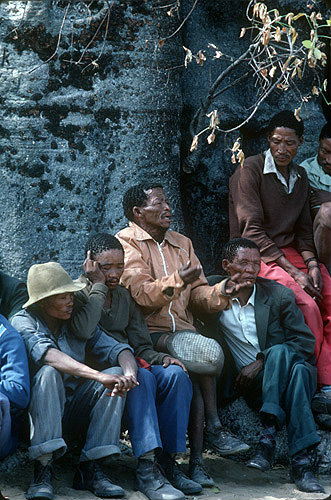 Kalahari Bushman meeting by Baobab tree Tsumkwe Namibia