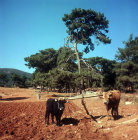 Cattle with wooden plough, Aegean region, Turkey